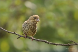 <p>ZVONEK ZELENÝ (Carduelis chloris) Slovensko - Hnilčík ---- /European greenfinch - Grünfink/</p>